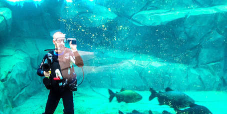 Hogyan kell helyesen kitisztítani az akváriumot?