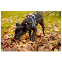 Aji, 2 éves, szuka #2