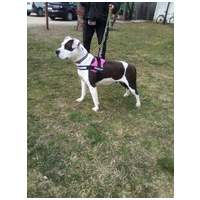 Boci, 3 éves, 52 cm magas, bull jellegű szuka #2