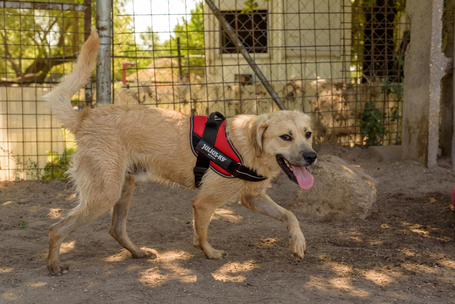 Mutyi, kilenc hónapos, kan