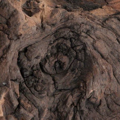 Mopani afrikai vasfa akváriumba