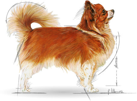 Royal Canin Chihuahua Adult - Csivava felnőtt kutya száraz táp