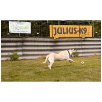 Petra, két éves, 45 cm magas, szuka #4