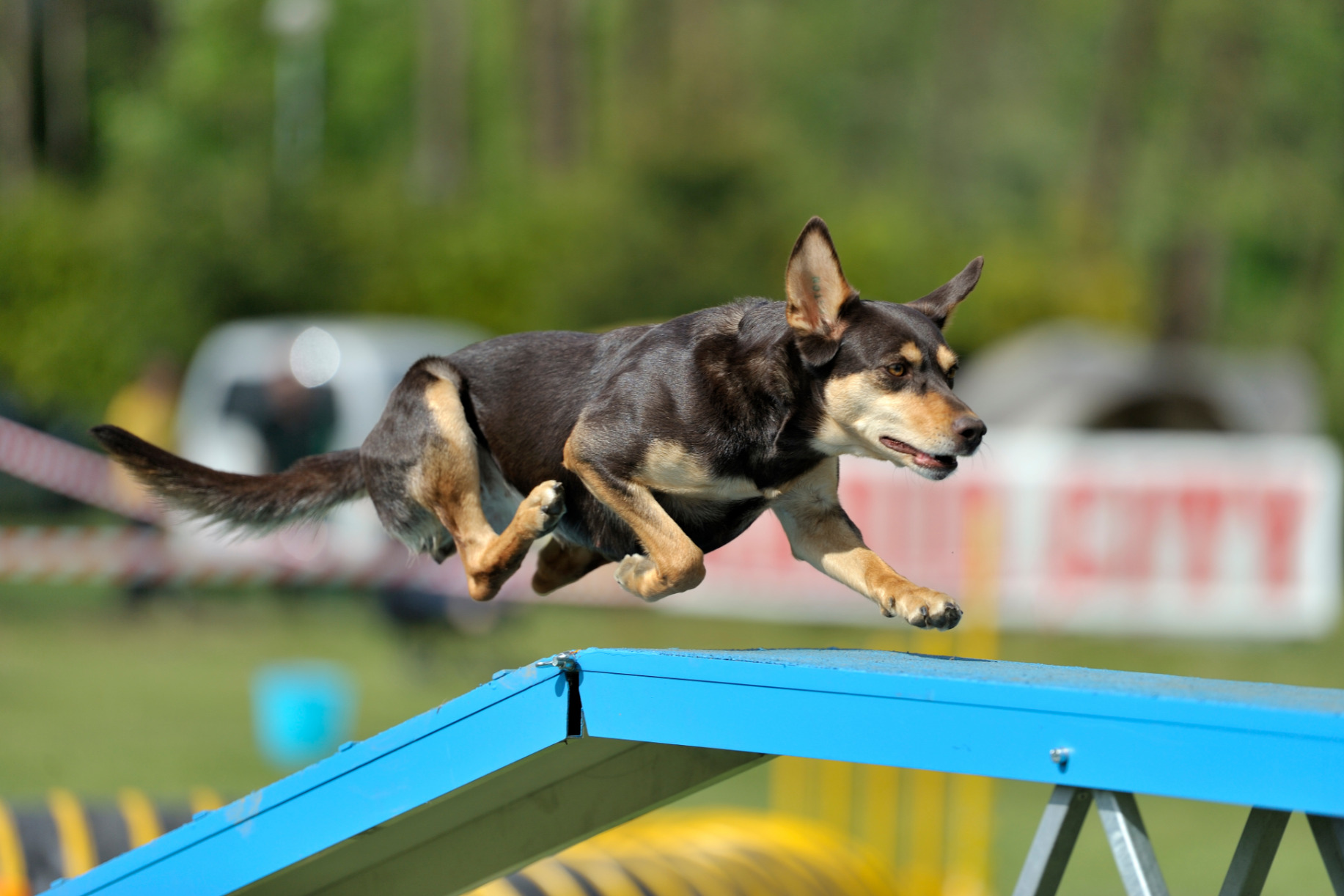 Ausztrál kelpie agility