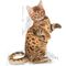 Royal Canin Kitten Sterilised - Ivartalanított kölyök macska száraz táp 12 hónapos korig