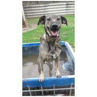 Kópé, 5 éves, 50 cm magas, kan #2