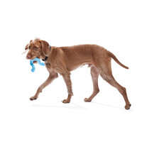 West Paw Tizzi - Multifunkcionális kutyajáték #5