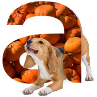 Alleva Natural Dog Lamb & Pumpkin Puppy All Breeds