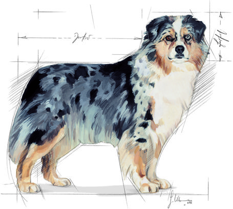 Royal Canin Medium Sterilised - Száraz táp ivartalanított, közepes testű felnőtt kutyák részére