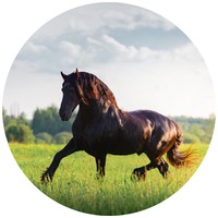 Equimins Arthritis & Rheumatism ulei de ficat de cod pentru cai