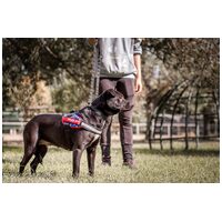 Nicole, egy éves, szuka #5