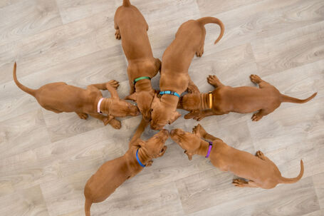 Trixie Junior Puppy Collars - nyakörv készlet kölyökkutyáknak