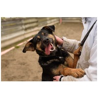 Szultán, négy éves, kan #11