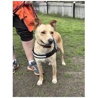 Floren, 3 éves ivartalanított szuka #3