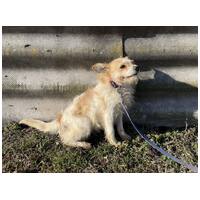 Mangó, egy éves, szuka #4