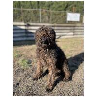 Pemzli, 14 éves, puli keverék, kan #2