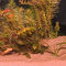 JBL Sansibar Red természetes akvárium talaj (vörös)