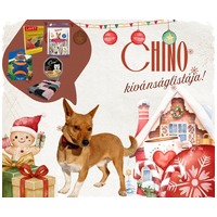 Chino, 7 hónapos keverék kisfiú #10