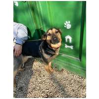 Minerva, 1 éves, németjuhász keverék, szuka #2