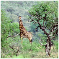 Mopani afrikai vasfa akváriumba #7