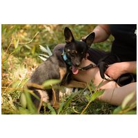 Gézu, egy éves, kan #3