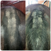 Union Bio Equilux ápoló gél farokhoz és sörényhez #2