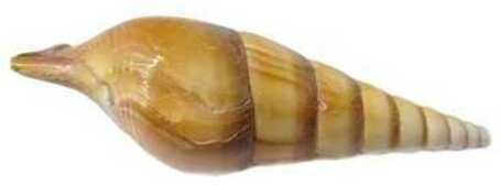 Nagy méretű csigaház, kagyló