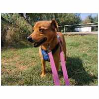 Misi, ivartalanított kan #28