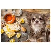 Méhes-mézes kisokos - Mikor adhatod kutyádnak és macskádnak?