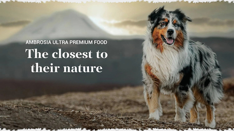 Miért ajánljuk az Ambrosia kutya- és macskatápokat?