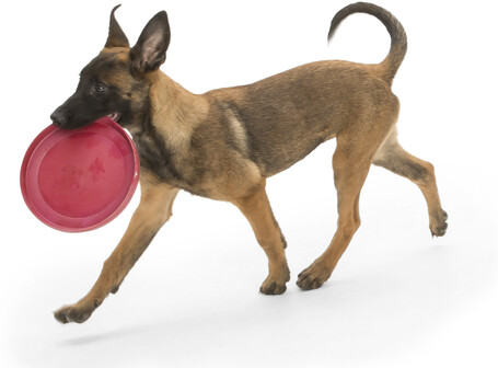 West Paw Zisc frizbi