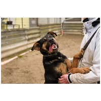 Szultán, négy éves, kan #10