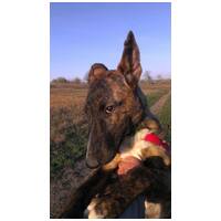 Ariell, 12 éves, 47 cm magas, lány kutya #14