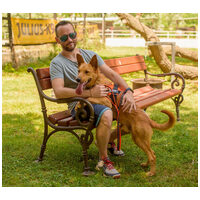 Titusz, 1 éves, 50 cm magas, kan #14