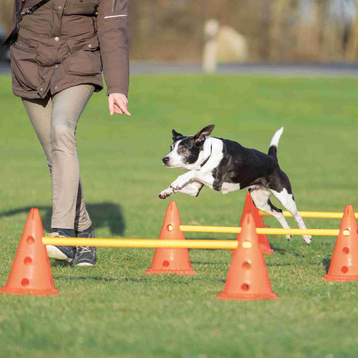 Trixie Dog Activity set de obstacole pentru agilitate