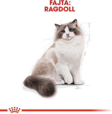 Royal Canin Ragdoll Adult - Ragdoll felnőtt macska száraz táp