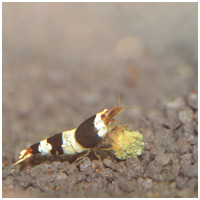 JBL ProNovo Shrimps Grano S Click főeleség shrimpek számára #8