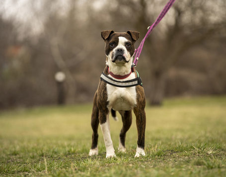 Morpheus, 7 éves, 50 cm magas, boxer mix, kan