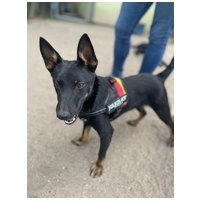 Gedeon, fél éves, kan #2