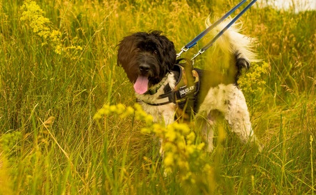Zénó, 7 éves, ivartalanított kan