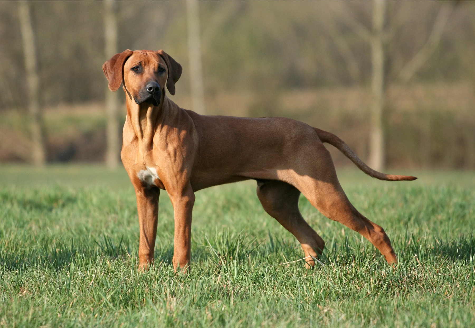 Afrikai oroszlánykutya   Rhodesian Ridgeback