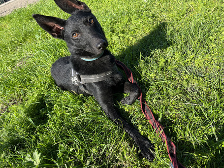 Gizmo, fél éves, kan