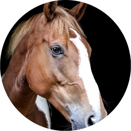 Tenyészméneknek, kancáknak