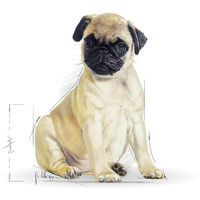 Royal Canin Pug Junior - Mopsz kölyök kutya száraz táp #10