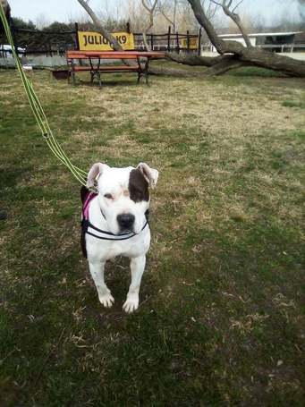 Boci, 3 éves, 52 cm magas, bull jellegű szuka