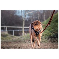 Misi, ivartalanított kan #17