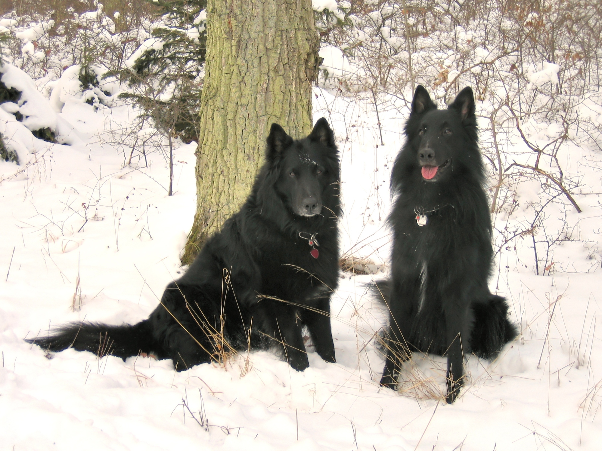 Fekete groenendael belga juhászkutyák a hóban