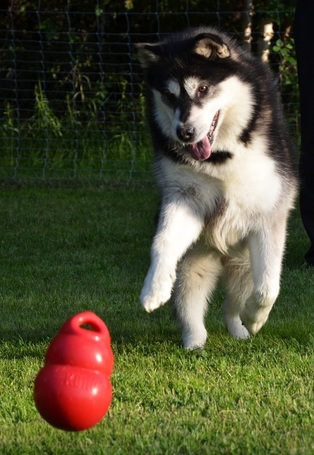 Kong Bounzer kutyajáték