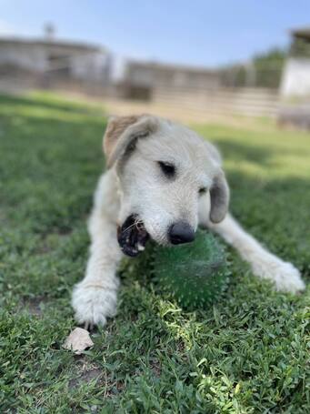 Sziszike, 8 éves, ivartalanított szuka kutyus
