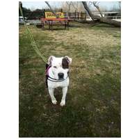 Boci, 3 éves, 52 cm magas, bull jellegű szuka #5